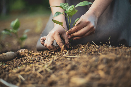 Environment and Conservation Fund - Environmental Research, Technology Demonstration and Conference Projects