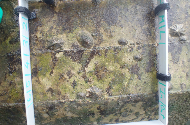 The intertidal organisms on the seawall are mostly barnacles, rock oysters and limpets.