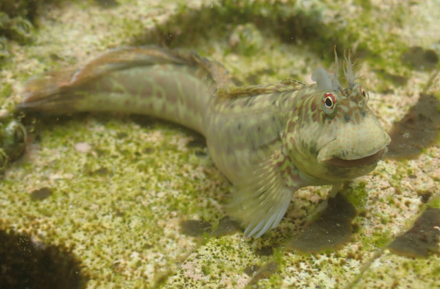  Istiblennius dussumieri