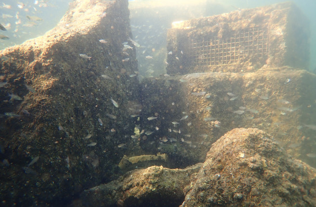 Marine life inhabiting outside the oyster basket