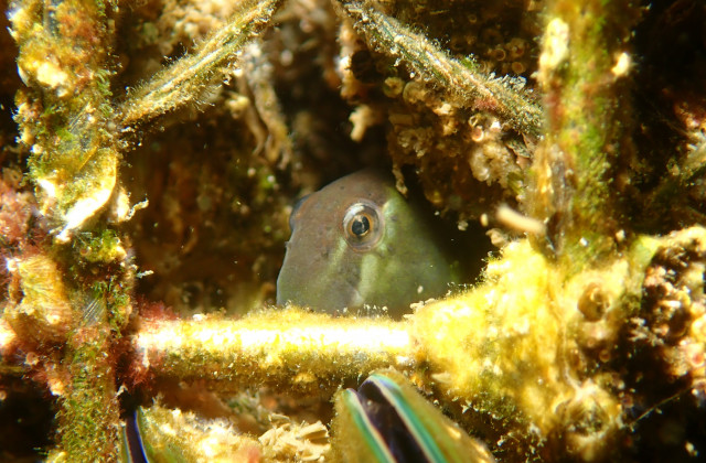 Omobranchus sp.