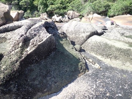 Natural rocky shores allow a wide variety of habitats for intertidal organisms to grow