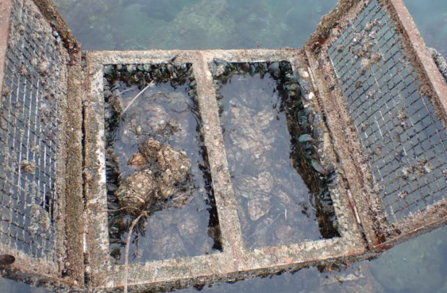 The research team placed bags of oyster shells inside the oyster basket which successfully nurtured more than 60 different marine species.