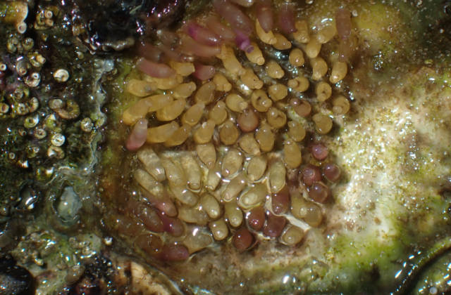 Eggs of Reishia clavigera