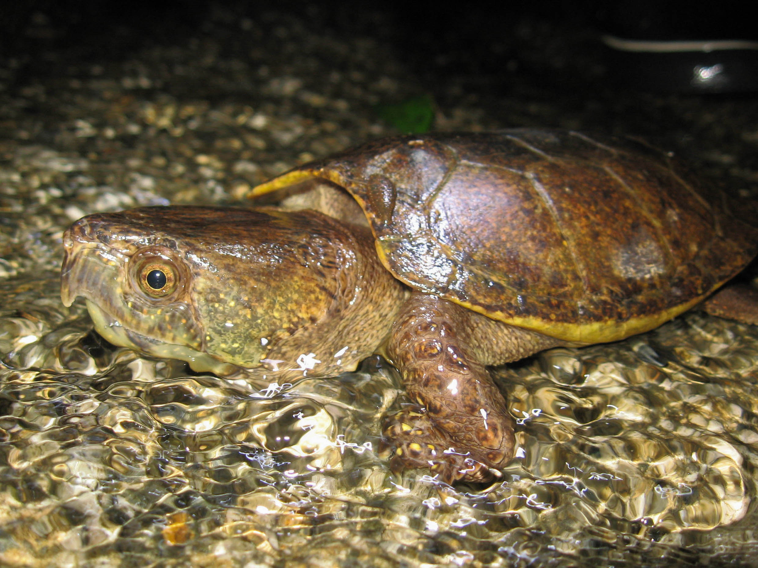 Big-headed Turtle