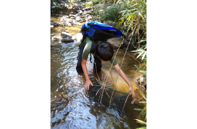 Researcher putting out a turtle trap.